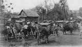 Pack oxen were the prime mode of transport at the time and facilitated trade around Laos, southern China, Vietnam, Cambodia, Thailand and Burma. Each of the baskets on the packsaddles could carry 20 kg of paddy.