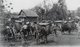 Laos: Rice farmers drive a caravan of pack oxen near the Lao-Sino border in 1896.