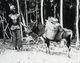 Thailand: A farmer with his pack ox in Chiang Saen, northern Siam, in 1902.